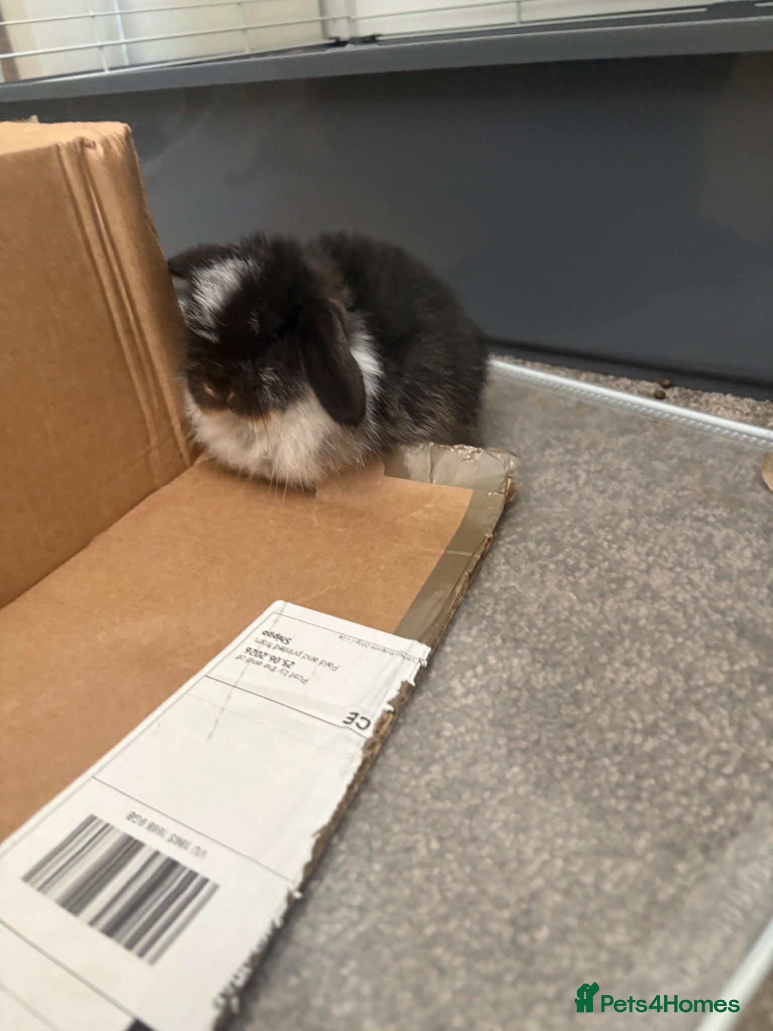 Mini Lop rabbits mini lop babies  - Advert 5