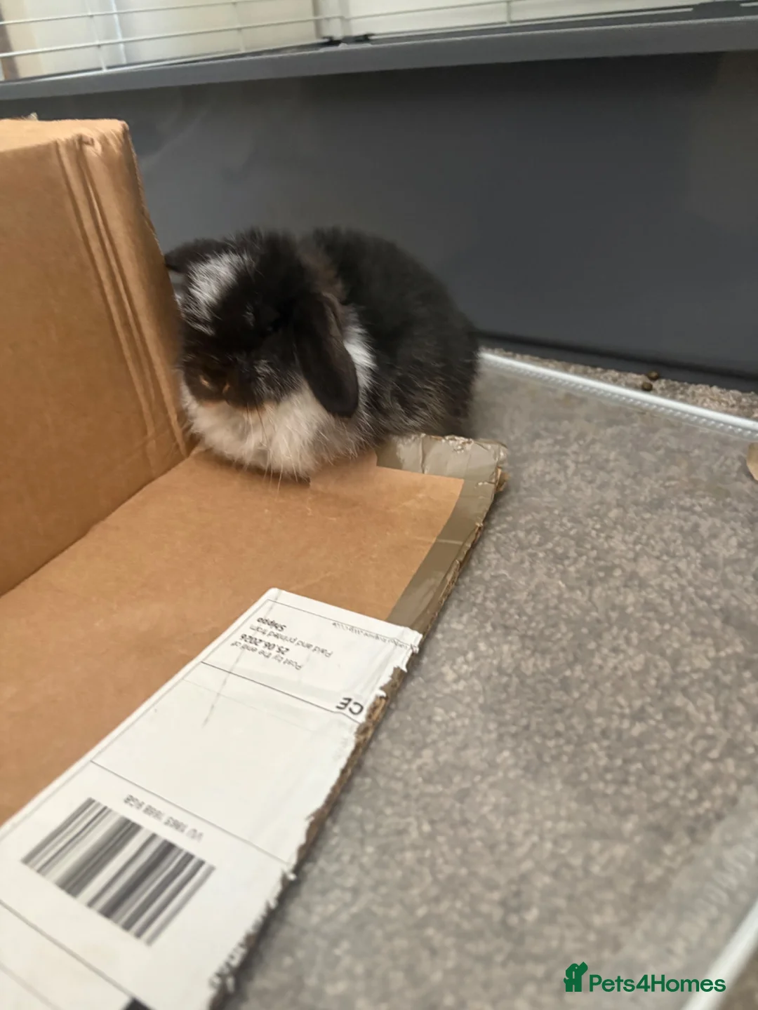Mini Lop rabbits for sale: mini lop babies  - Advert 1