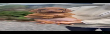 Hungarian Vizsla 2