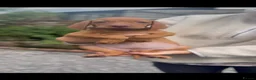 Hungarian Vizsla dogs for sale: Smooth haired Hungarian vizsla puppies  - Advert 2