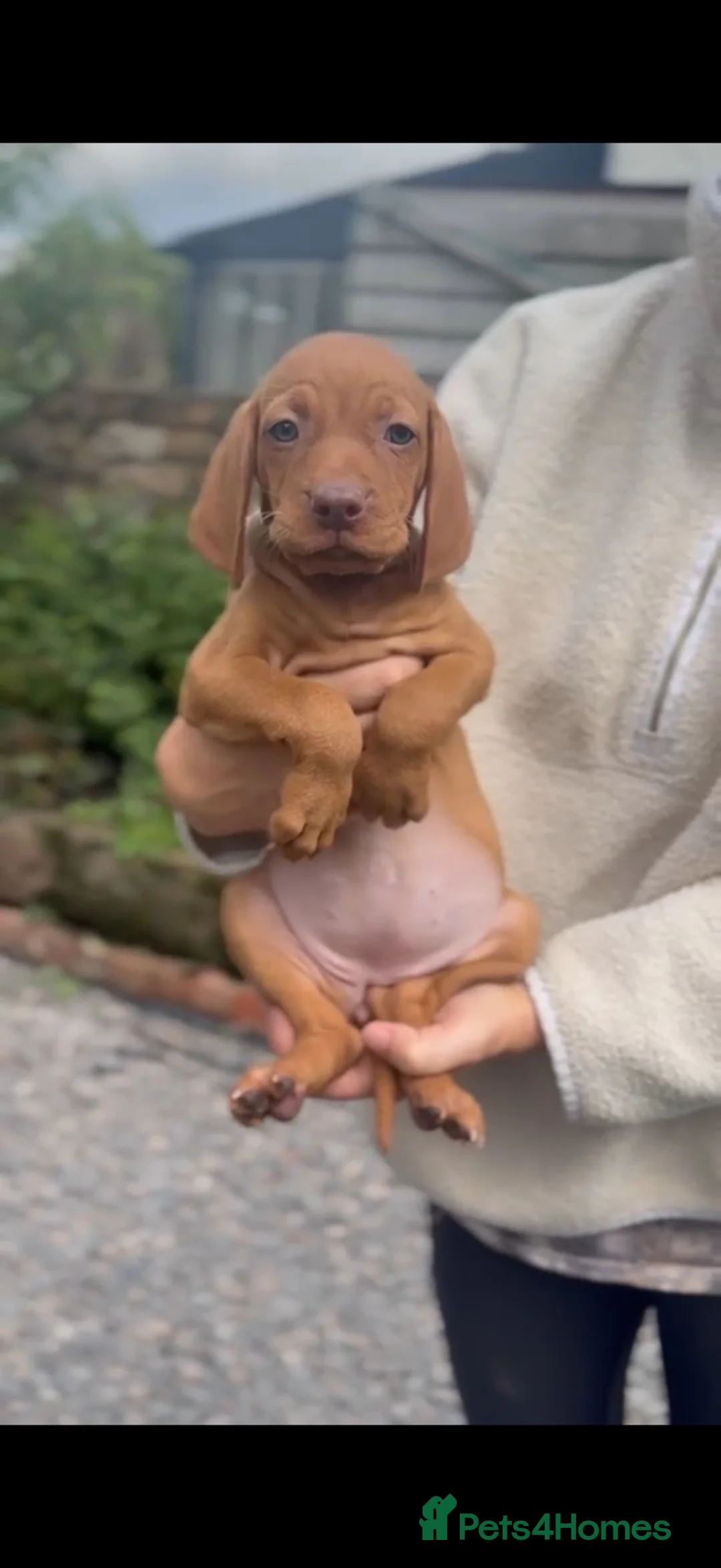 Hungarian Vizsla dogs for sale: Smooth haired Hungarian vizsla puppies  - Advert 2