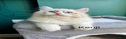 Ragdoll cats for sale: WORLD BEATIFUL RAGDOLL KITTEN / FIFE - Advert 23