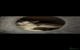 Ragdoll cats for sale: Ragdoll cross - Image 8