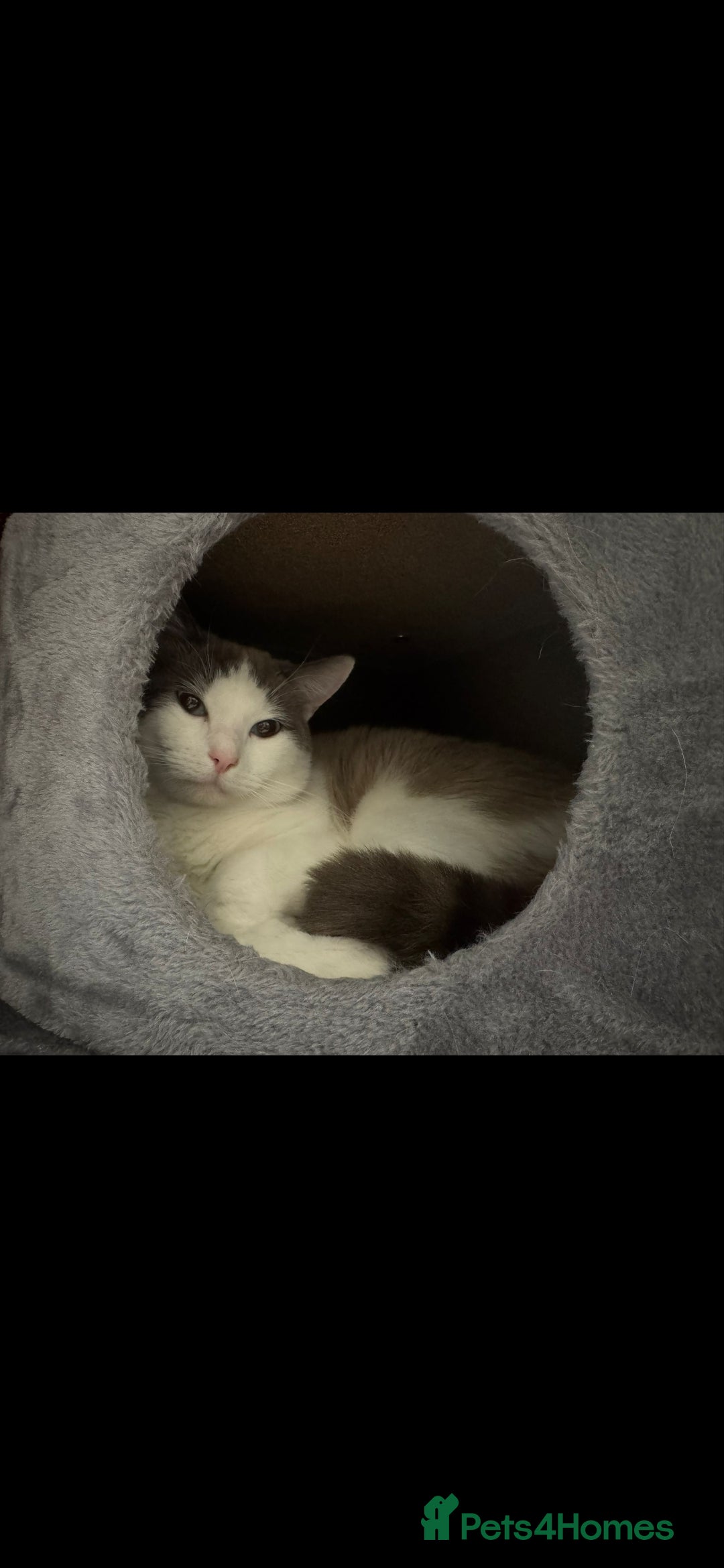 Ragdoll cats for sale: Ragdoll cross - Image 8