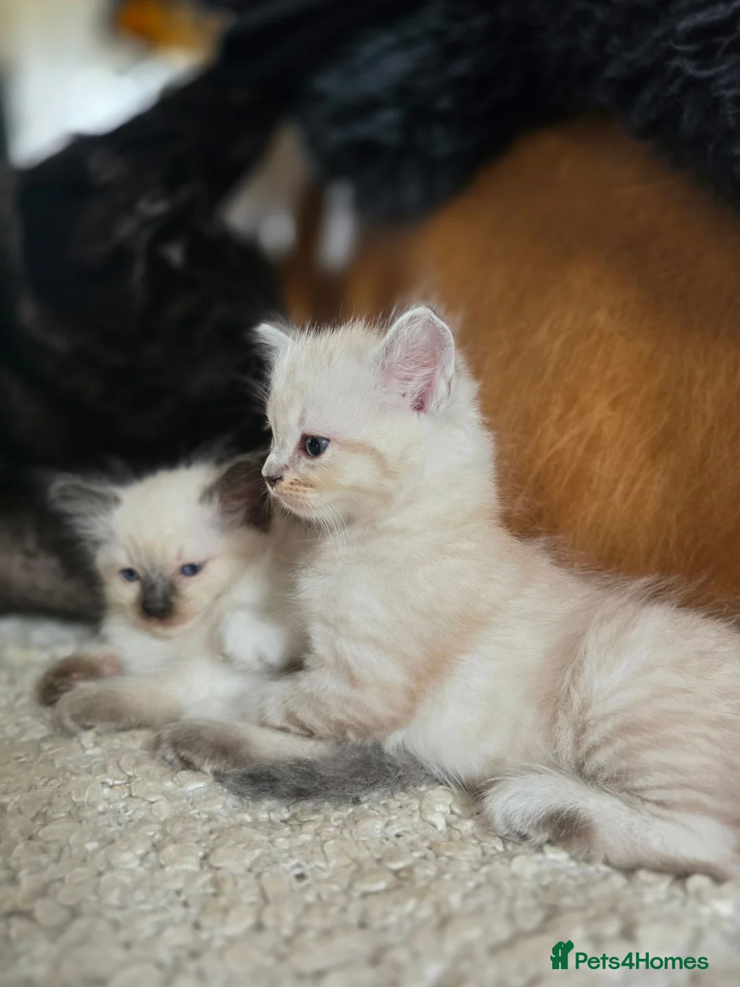 Ragdoll cats for sale: Beautifull Ragdoll Kittens - Advert 2