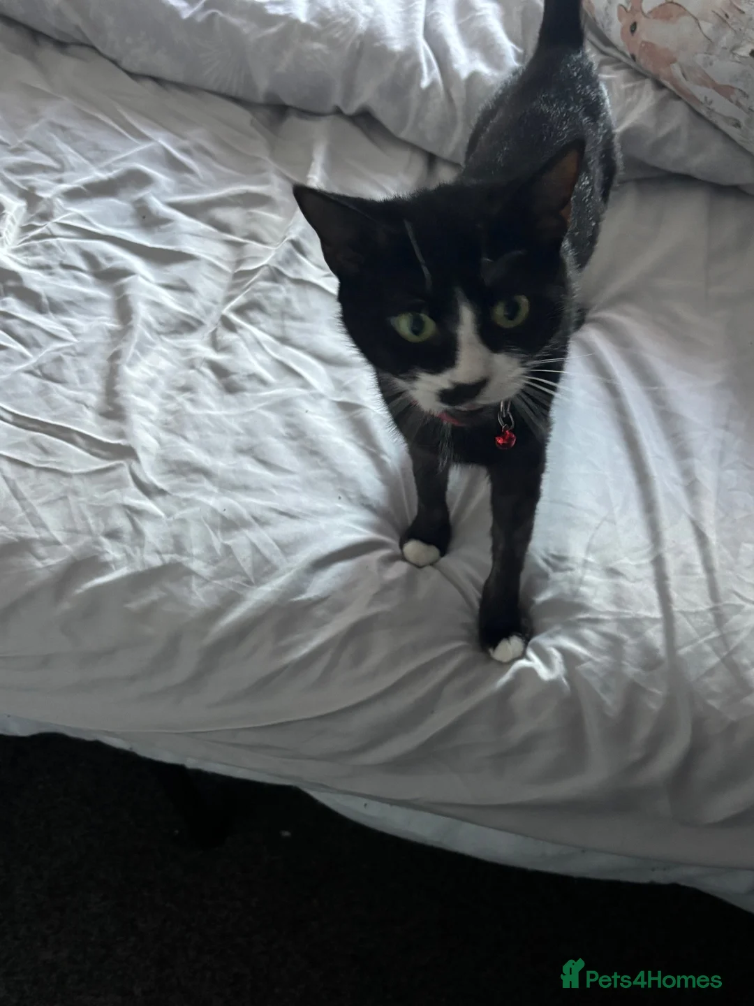 Mixed Breed cats for sale: Molly in Mansfield - Advert 1