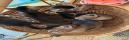 Abyssinian cats for sale: Five Abyssinian kittens with lots of love to give - Advert 8