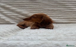 Miniature Dachshund dogs for sale: Quality Miniature Dachshund puppies - Image 10