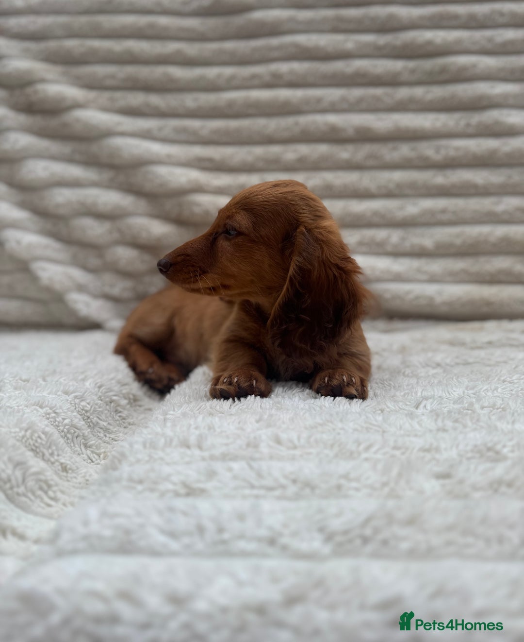 Miniature Dachshund dogs for sale: Quality Miniature Dachshund puppies - Image 10