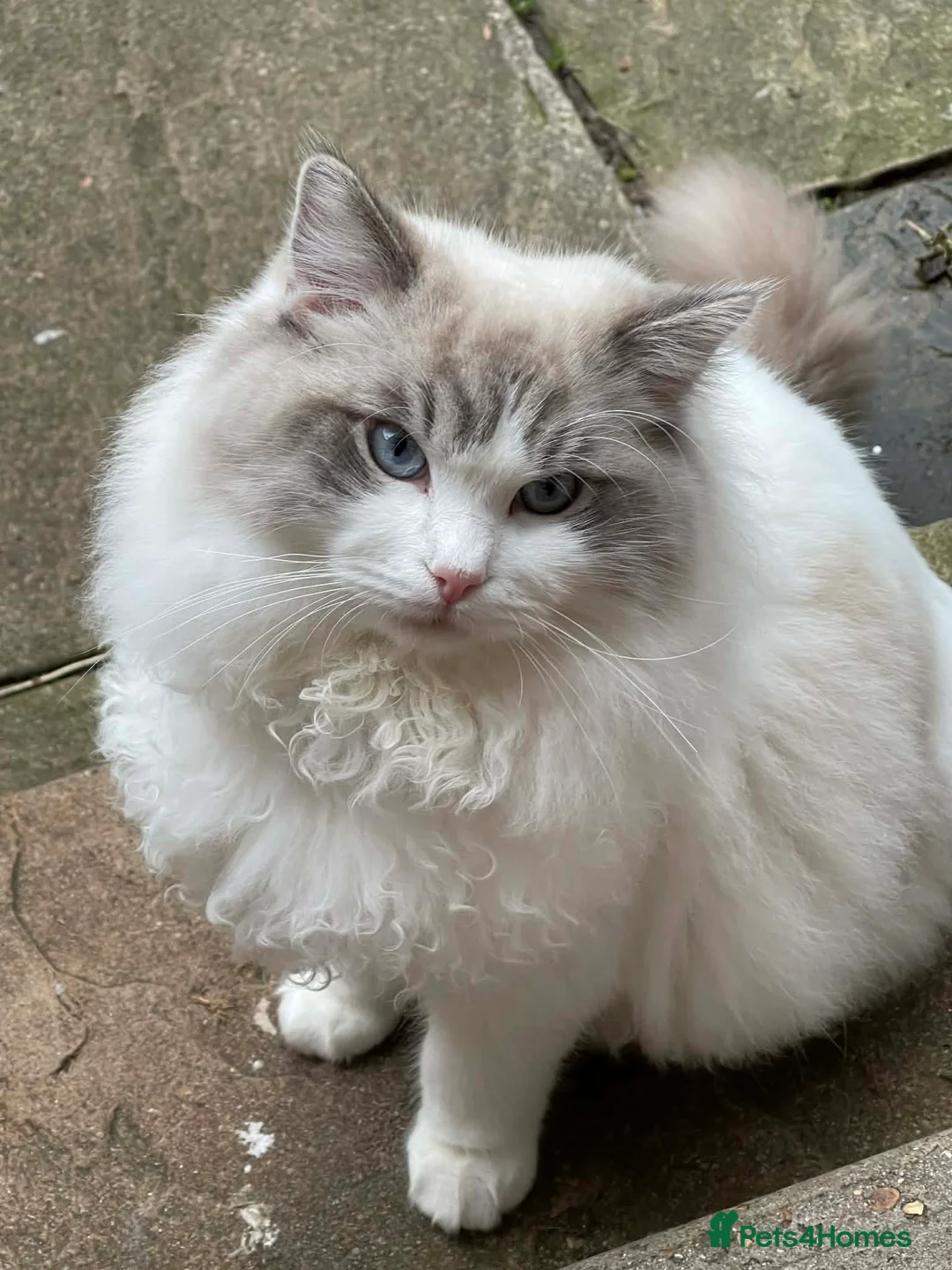 Ragdoll cats for sale: Ragdoll Male Blue Tabby Bicolour GCCF Reg Active - Advert 1