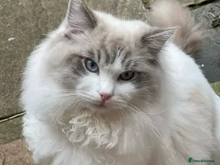 Ragdoll cats Ragdoll Male Blue Tabby Bicolour GCCF Reg Active - Advert 3