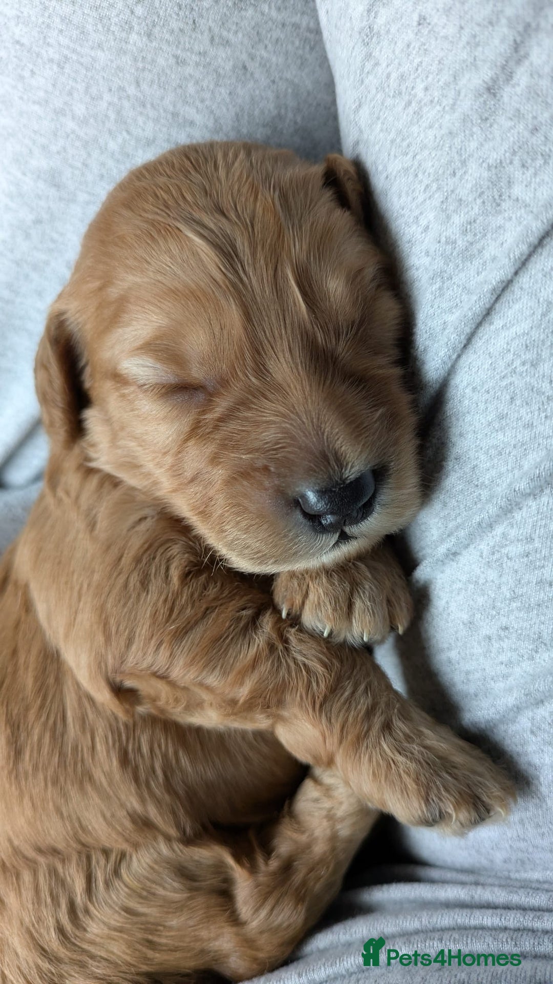 Cockapoo dogs for sale: Five Beautiful Cockerpoo Puppies  - Image 19