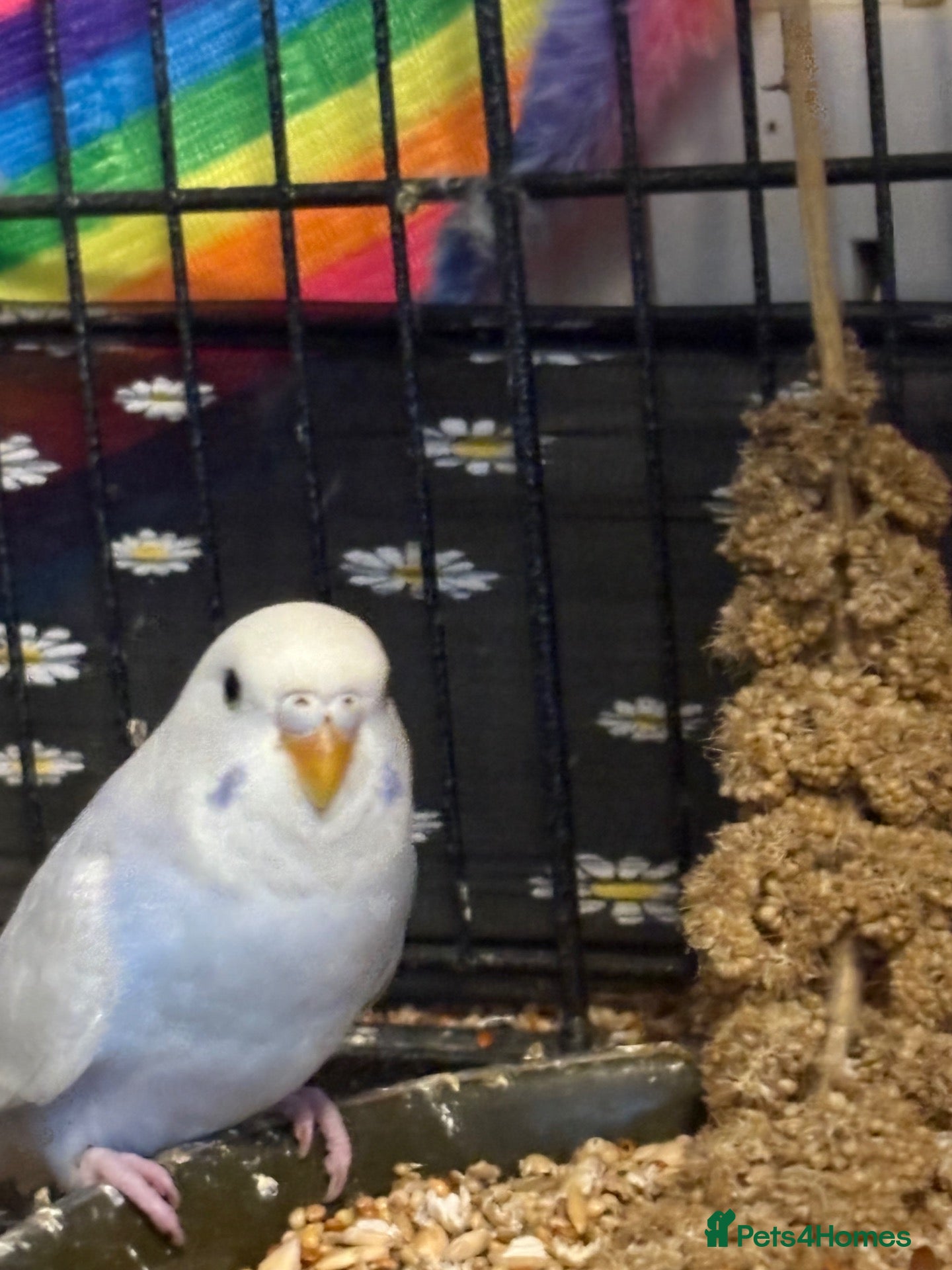 Budgerigars birds Budgies’s for sale - Advert 2