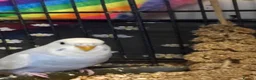Budgerigars birds for sale: Baby Budgies’s for sale - Advert 4