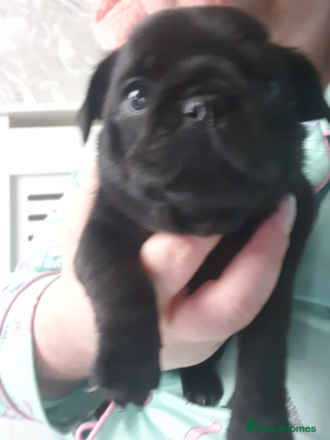Pug dogs for sale: Pug puppies - Advert 2