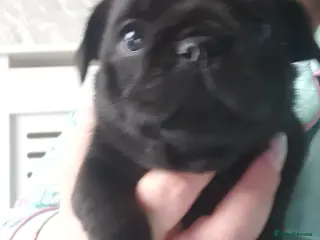 Pug dogs Pug puppies - Advert 4