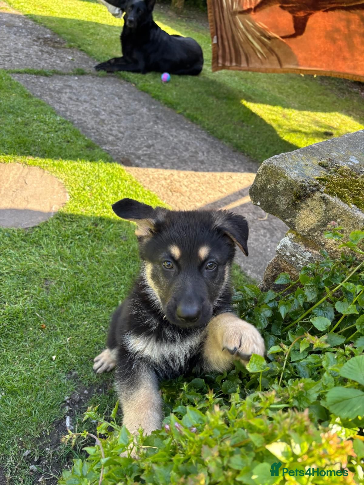 German Shepherd dogs Last remaining German shepherd puppy - Advert 2