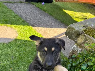 German Shepherd dogs Last remaining German shepherd puppy - Advert 2