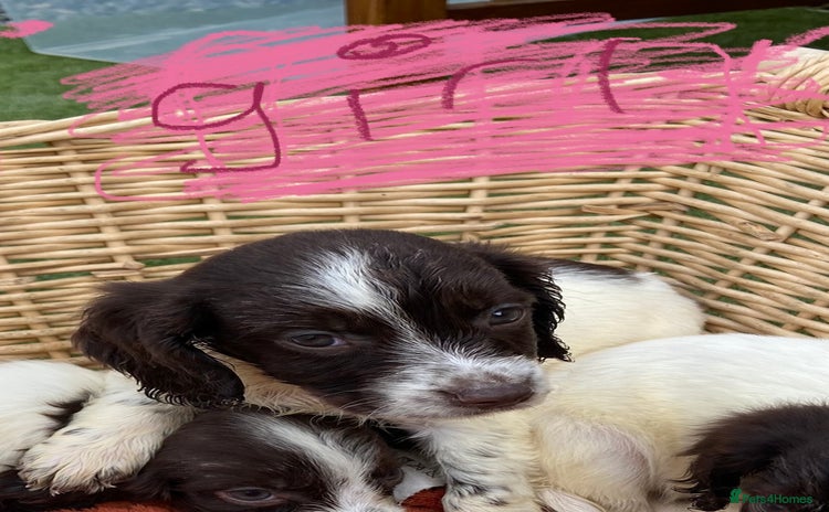 Cocker Spaniel dogs - Advert 1