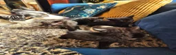 Mixed Breed cats for sale: 3 adorable black kittens - Advert 3