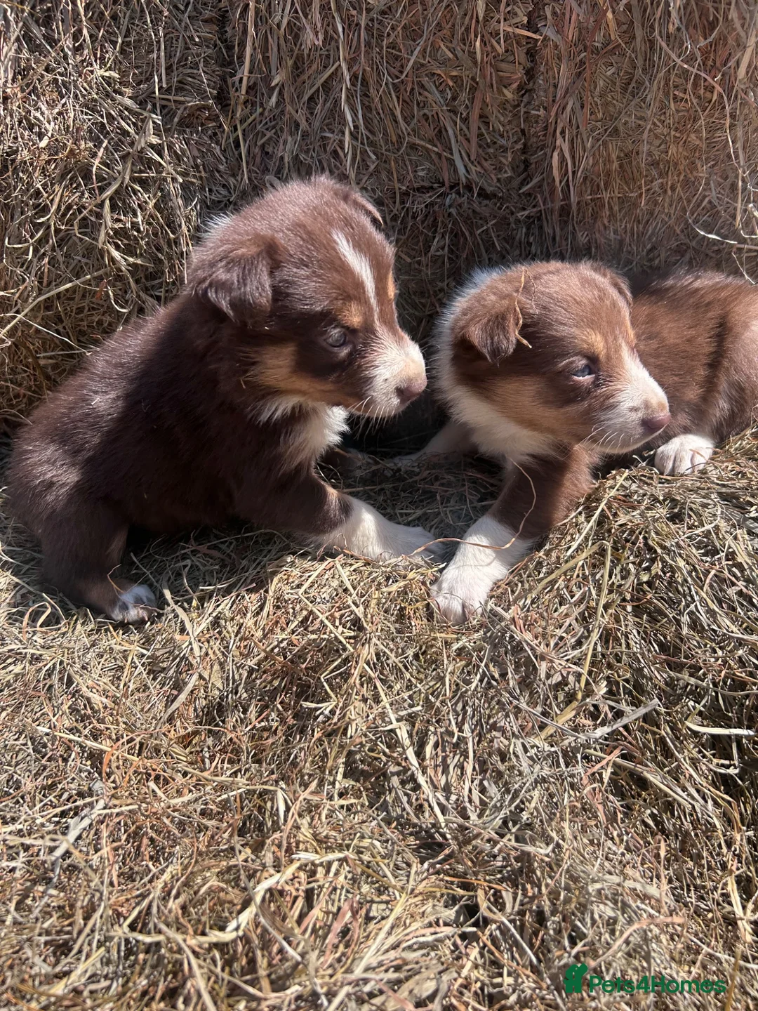 Mixed Breed dogs for sale: Beautiful tri coloured chocolate collie puppies - Advert 2