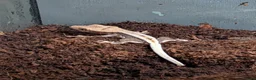 Gecko reptiles for sale: Crested Geckos  in Saint Leonards-on-sea - Advert 7