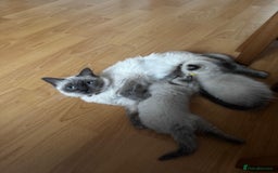Ragdoll cats for sale: 3 Beautiful Ragdoll kittens  - Image 10
