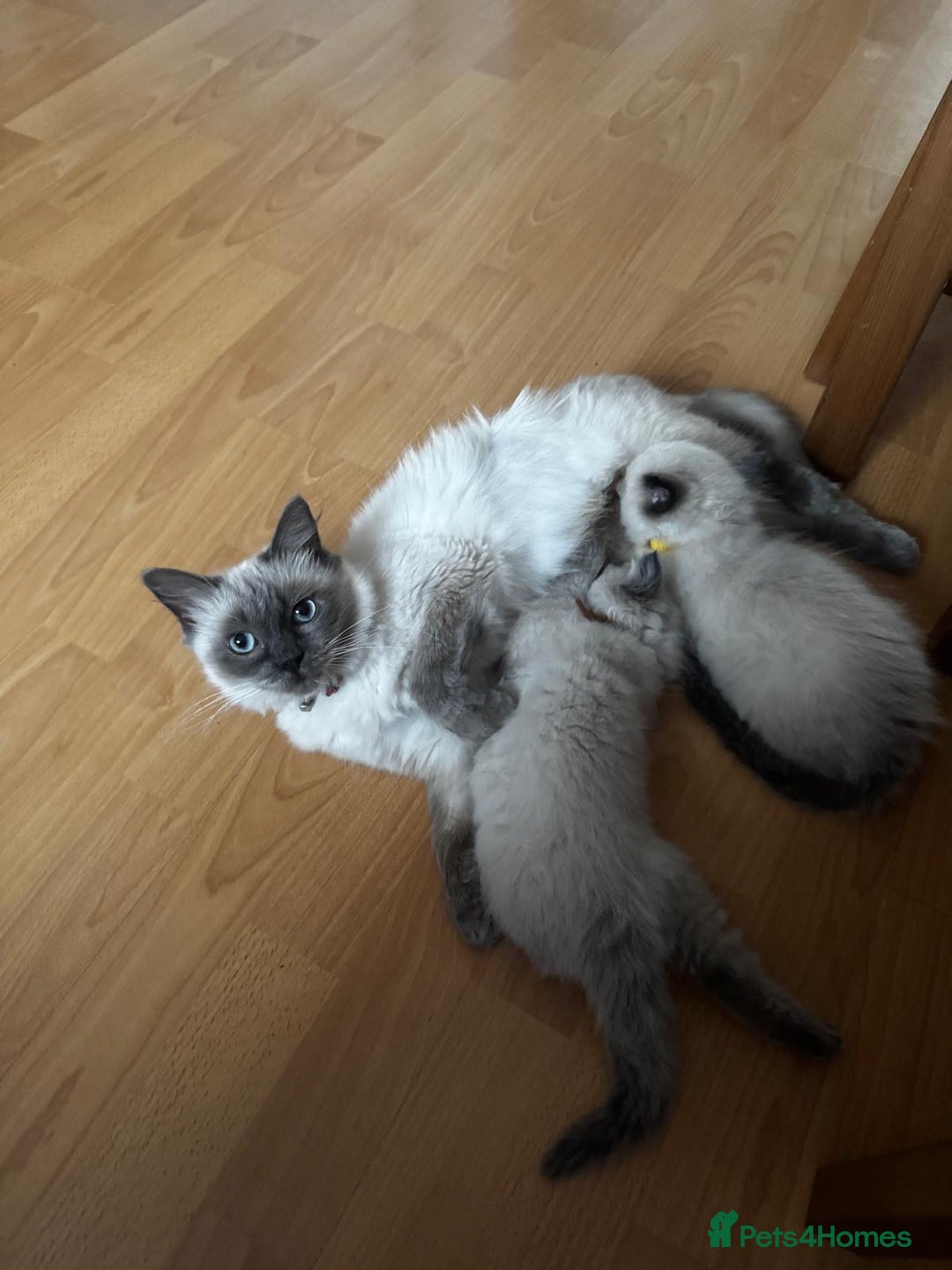 Ragdoll cats for sale: 3 Beautiful Ragdoll kittens  - Image 10