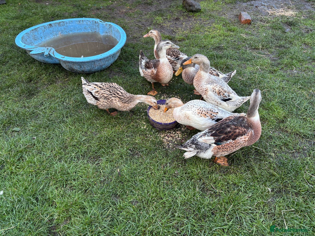 Ducks poultry for sale: Silver Appleyard Drakes - Image 5