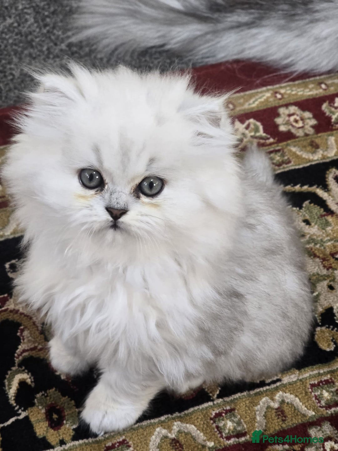Persian cats for sale: Persian chinchilla  - Image 7