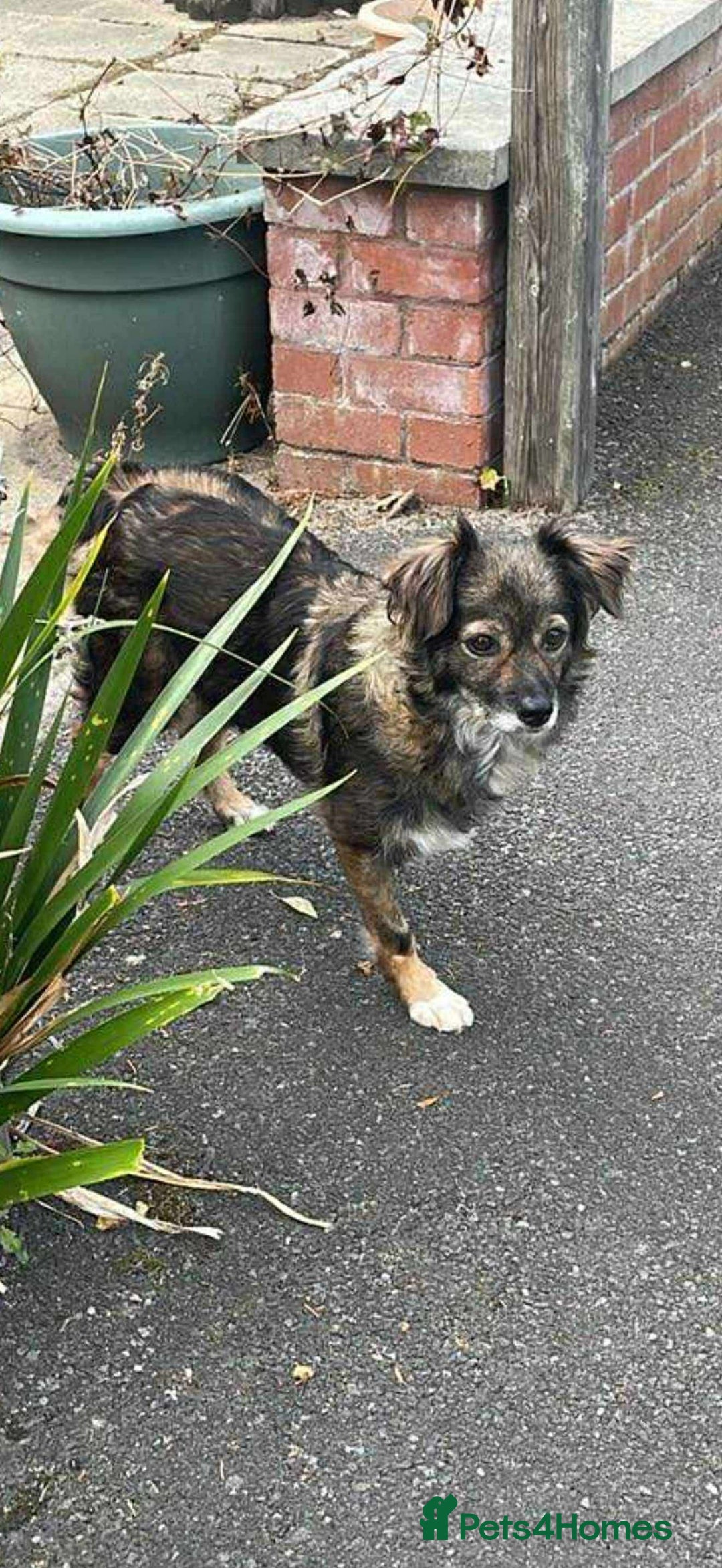 Mixed Breed dogs for adoption:   Meet Matilda – a Brave Little Tripaw  - Image 4