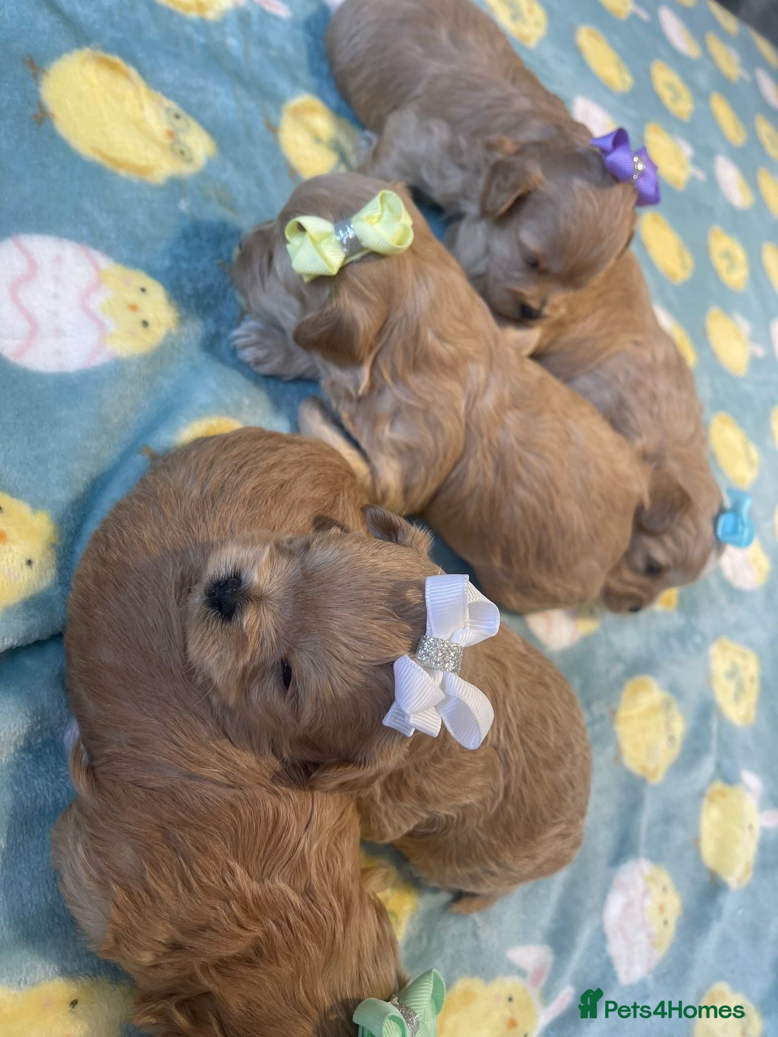 Maltipoo dogs F1 Maltipoo - Advert 16