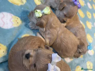 Maltipoo dogs F1 Maltipoo - Advert 5