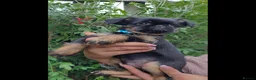 Griffon Bruxellois dogs for sale: Stunning Griffon Bruxellois puppies KC registered - Advert 7