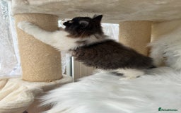 British Shorthair cats for sale: Pedigree Champion line BLH/BSH kittens 🩵🩷💙 - Image 12