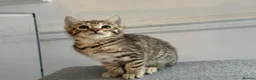 Bengal cats for sale: Mixed Bengal Breed  - Advert 13