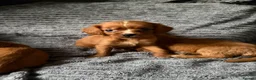 Cavapoo dogs for sale: Toy Cavapoo puppies- 3 boys & 3 girls  in Bristol - Advert 4