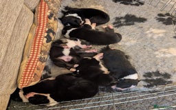 Border Collie dogs for sale: Only 1 working border Collie dog pup remaining  - Image 5