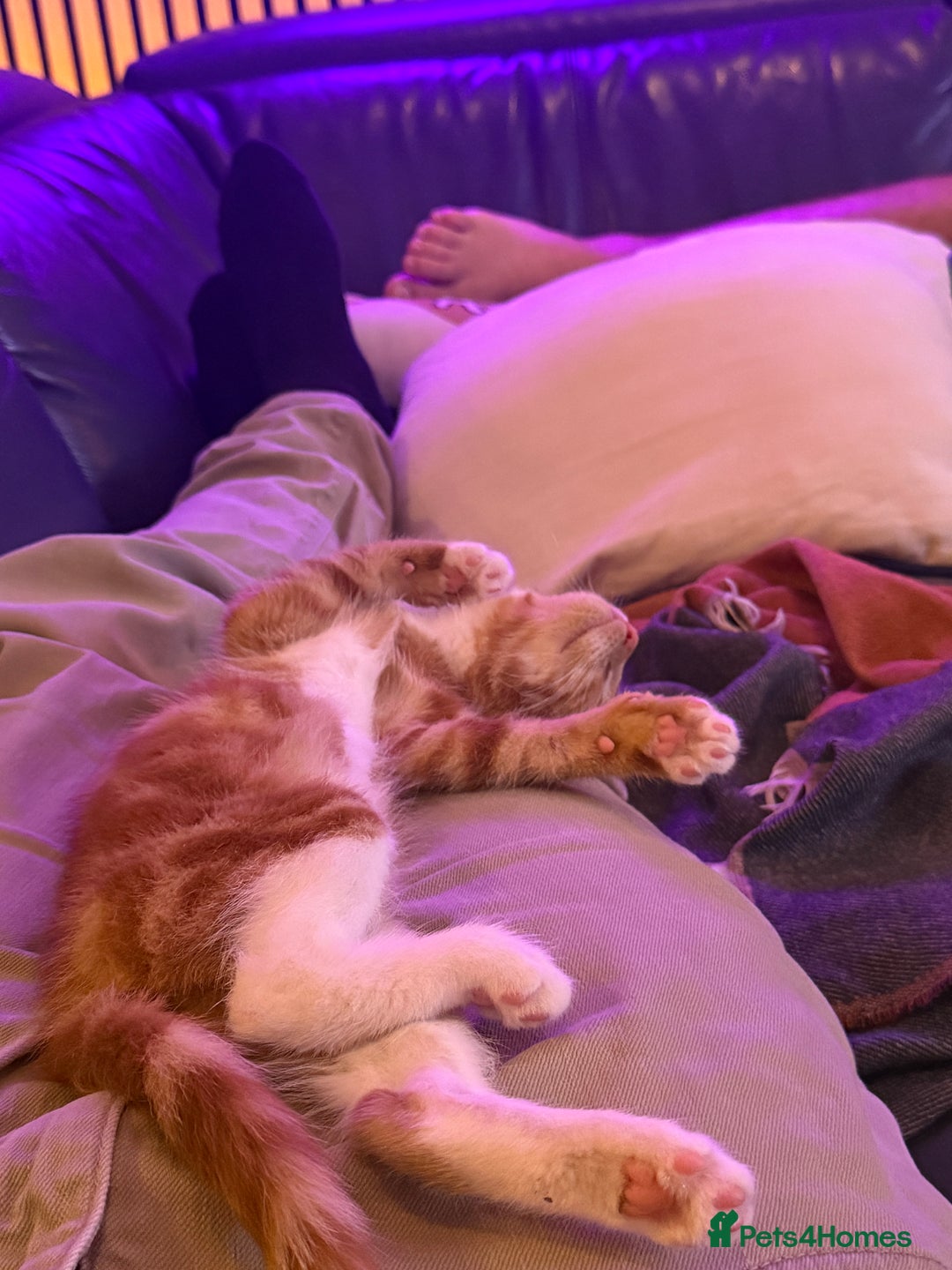 Mixed Breed cats for sale: Female Kitten - Image 6