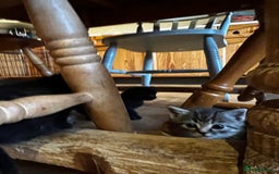 Mixed Breed cats for sale: Adorable Kittens Ready to Leave soon - Advert 10