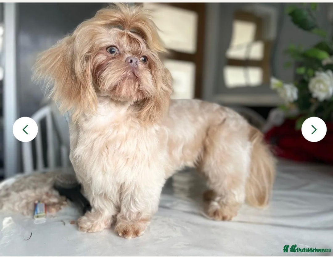Shih Tzu dogs for sale: NEW Beautiful shih tzu puppies!!  - Image 20
