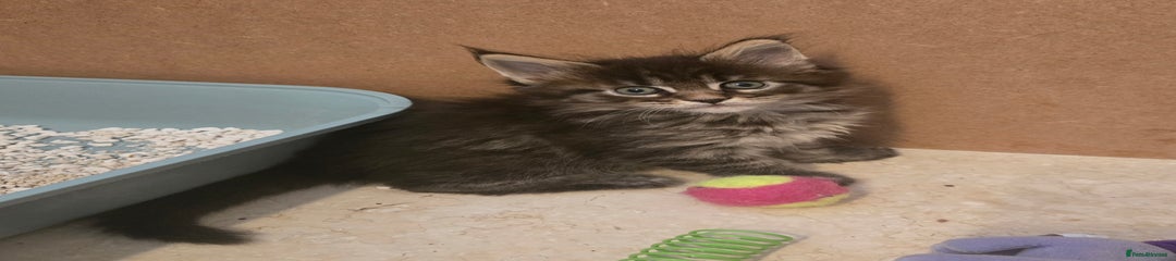 Maine Coon Kitten 4
