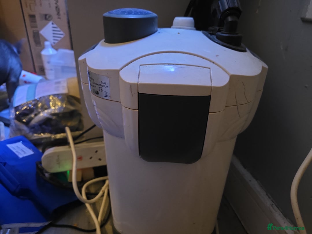 Other/Mixed Breed fish for sale: 4ft fishtank complete setup with stock of fish  - Image 6