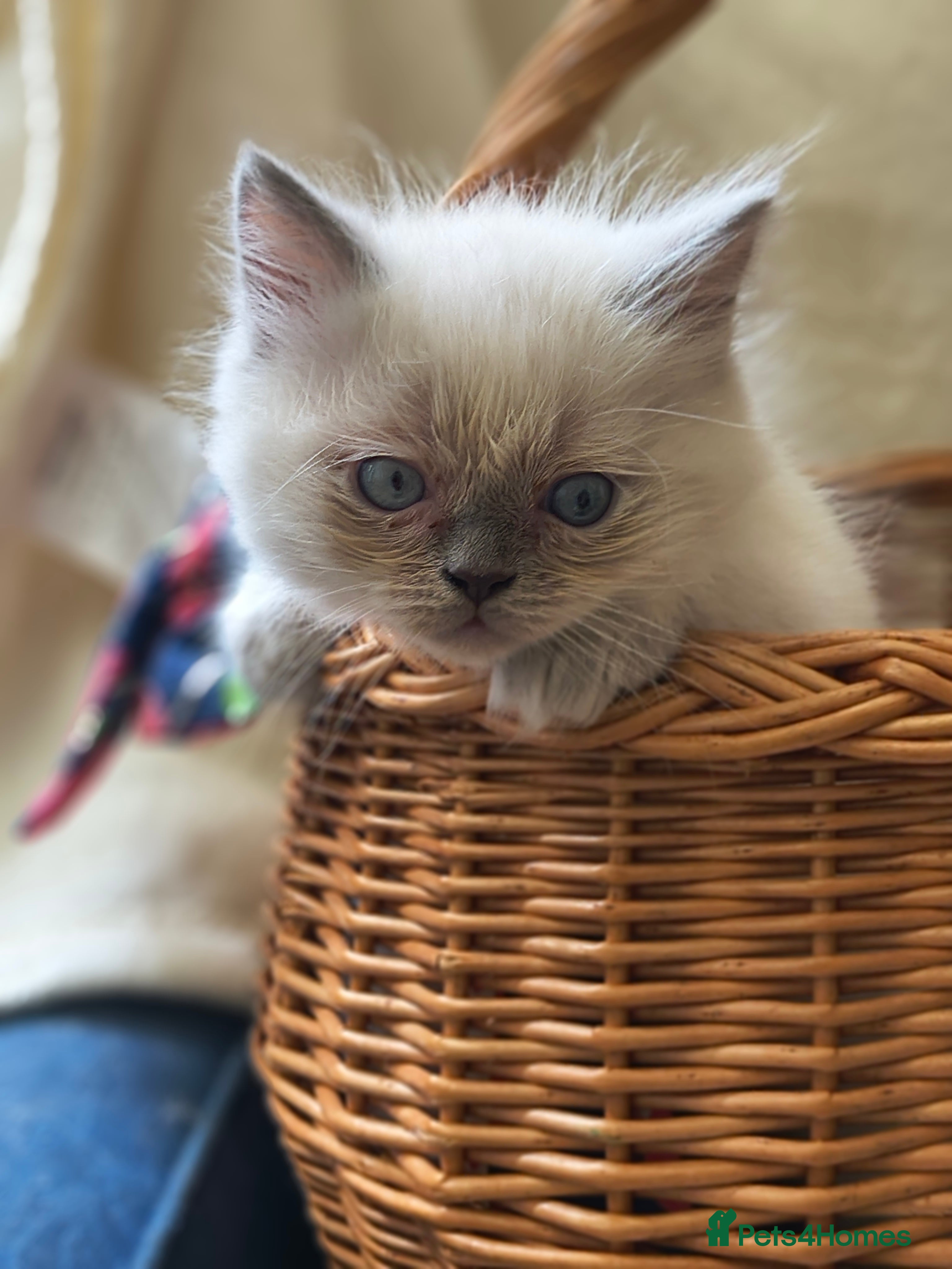 Ragdoll cats Perdolls  - Advert 1
