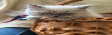 Perdoll Kitten 5