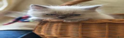 Ragdoll cats for sale: Perdolls  - Advert 1