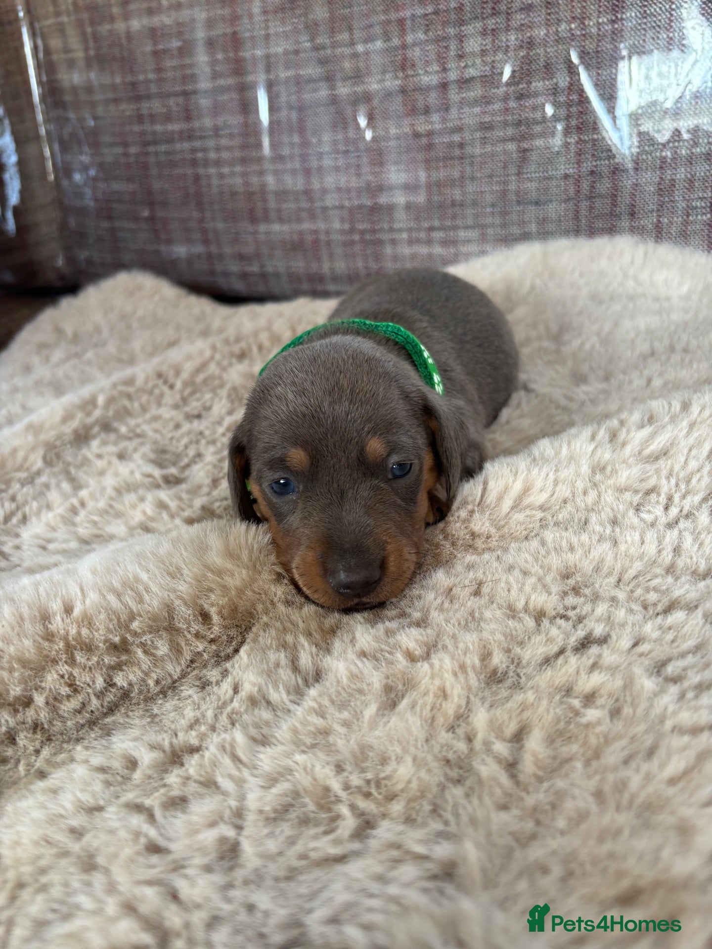 Miniature Dachshund dogs for sale: Miniature Dachshunds 1 Boy left 🥰 - Advert 6