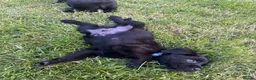 Labrador Retriever dogs for sale: Purebred Black Labrador - Advert 4
