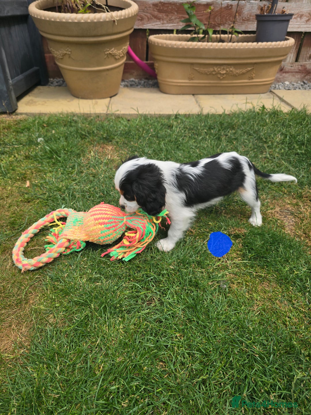 Cavalier King Charles Spaniel dogs for sale: Amazing King Charles Cavalier KC Reg Puppies - Image 9