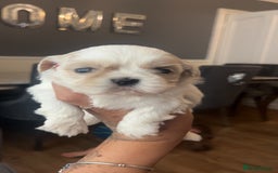 Shih Tzu dogs for sale: Cream and chocolate imperial shih tzu pups - Image 2